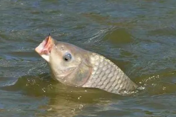 顿口的形成原因，浮漂产生的浮力和重力不平衡