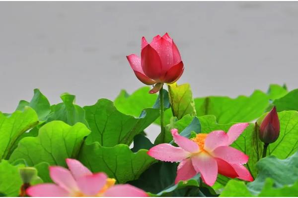 荷花在什么时候开，在夏季开花