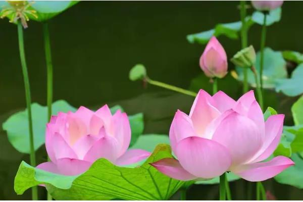 荷花在什么时候开，在夏季开花