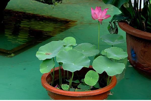 荷花在什么时候开，在夏季开花