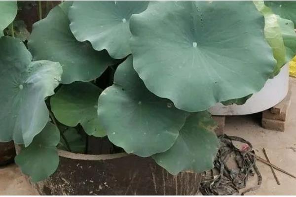 荷花在什么时候开，在夏季开花