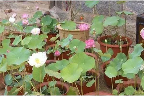 荷花在什么时候开，在夏季开花