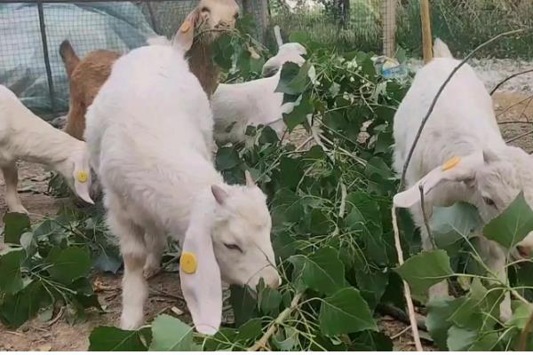 杨树叶喂羊好不好，粗蛋白含量高适合饲喂