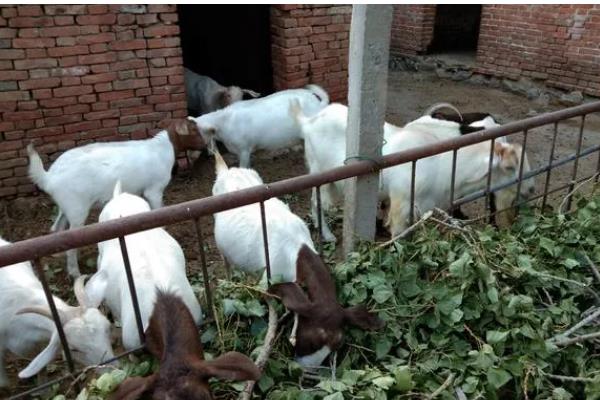 杨树叶喂羊好不好，粗蛋白含量高适合饲喂