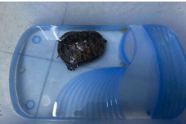 饲养乌龟怎么避免水臭，乌龟排泄后要马上换水