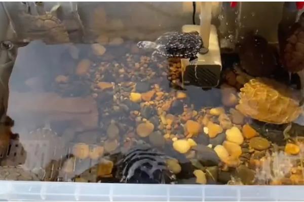 饲养乌龟怎么避免水臭，乌龟排泄后要马上换水