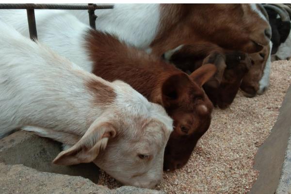 杨树叶喂羊好不好，粗蛋白含量高适合饲喂