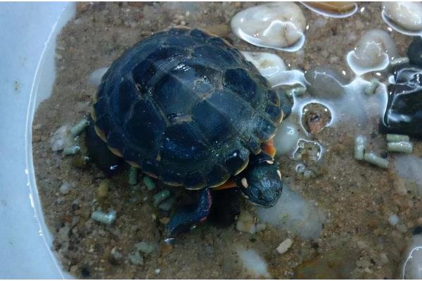 饲养乌龟怎么避免水臭，乌龟排泄后要马上换水