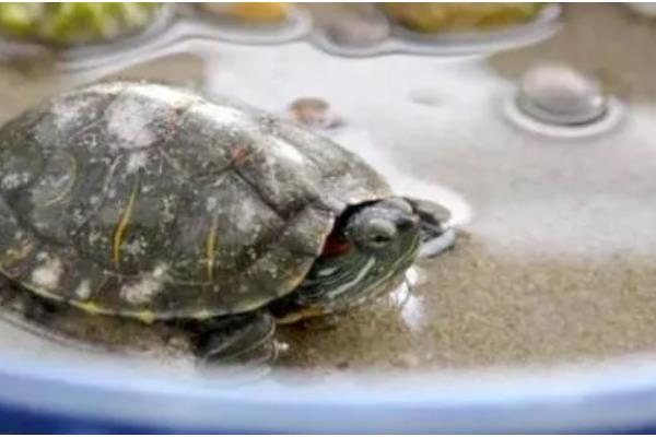 饲养乌龟怎么避免水臭，乌龟排泄后要马上换水