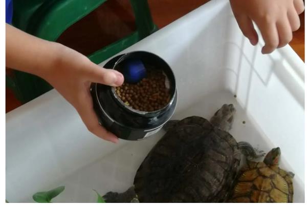 饲养乌龟怎么避免水臭，乌龟排泄后要马上换水