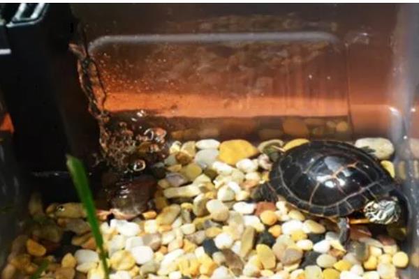 饲养乌龟怎么避免水臭，乌龟排泄后要马上换水