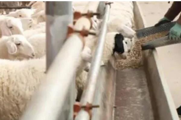 杨树叶喂羊好不好，粗蛋白含量高适合饲喂