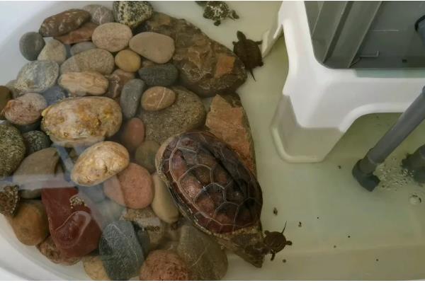 饲养乌龟怎么避免水臭，乌龟排泄后要马上换水