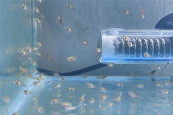 燕鱼卵孵化所需时间，环境舒适仅需2天左右