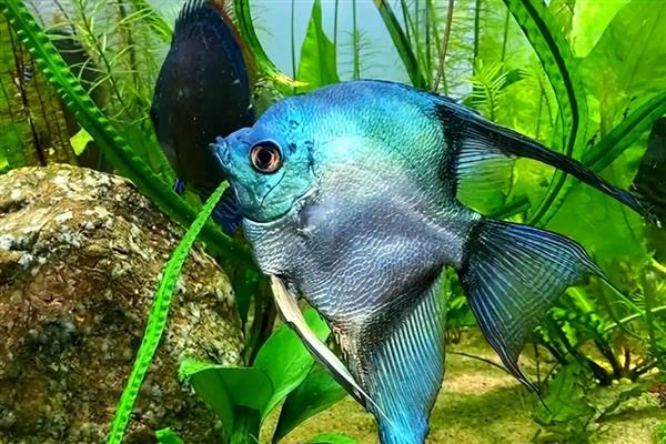 燕鱼卵孵化所需时间，环境舒适仅需2天左右