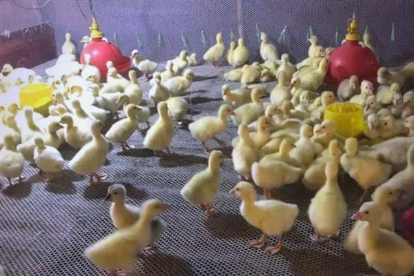 鹅的养殖周期，养殖周期为90天左右