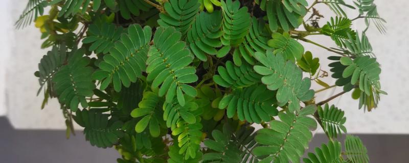 含羞草有没有毒，长期接触容易引起脱发