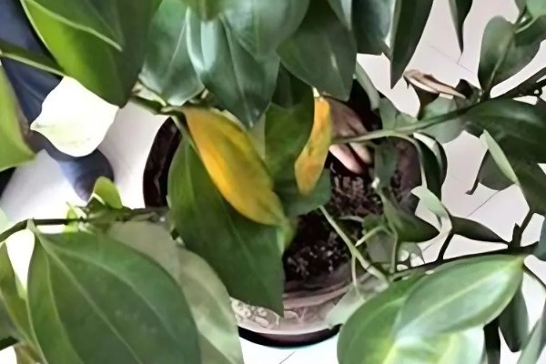 平安树叶片发黄掉落怎么解决，土壤缺少营养需要更换新土