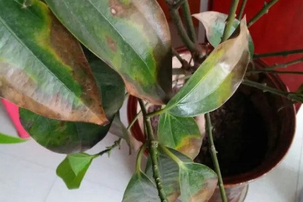 平安树叶片发黄掉落怎么解决，土壤缺少营养需要更换新土