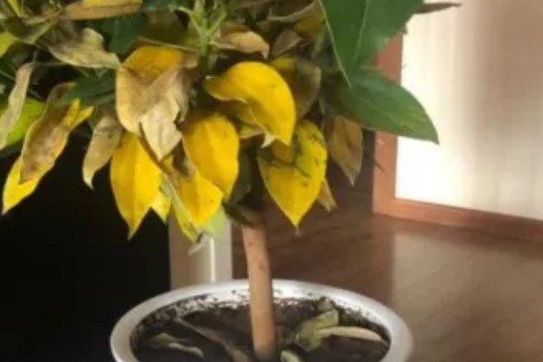 平安树叶片发黄掉落怎么解决，土壤缺少营养需要更换新土