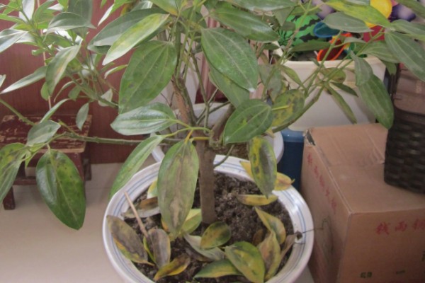 平安树叶片发黄掉落怎么解决，土壤缺少营养需要更换新土