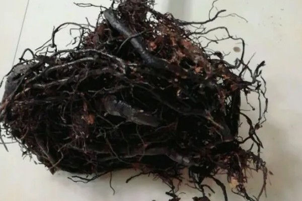 平安树叶片发黄掉落怎么解决，土壤缺少营养需要更换新土