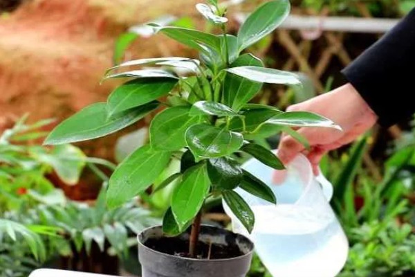 平安树叶片发黄掉落怎么解决，土壤缺少营养需要更换新土