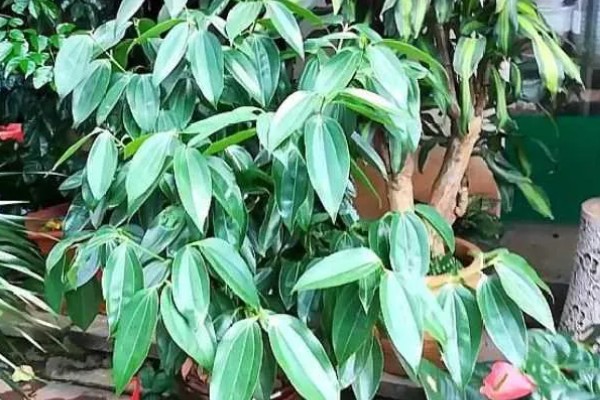 平安树叶片发黄掉落怎么解决，土壤缺少营养需要更换新土