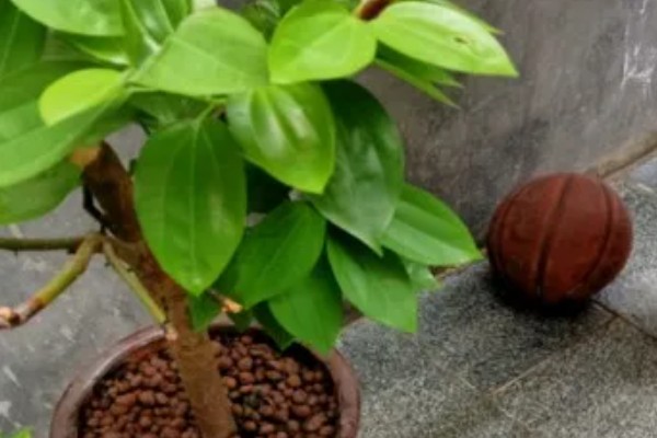 平安树叶片发黄掉落怎么解决，土壤缺少营养需要更换新土