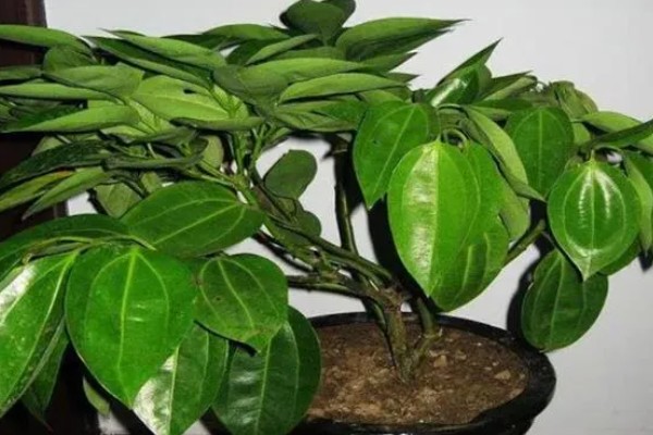 平安树叶片发黄掉落怎么解决，土壤缺少营养需要更换新土