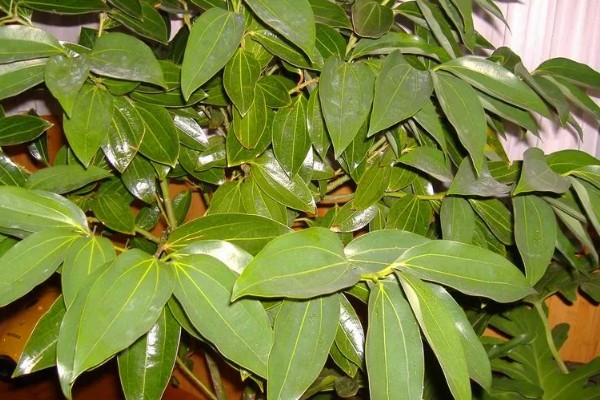 平安树叶片发黄掉落怎么解决，土壤缺少营养需要更换新土