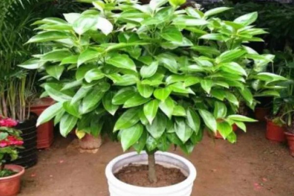 平安树叶片发黄掉落怎么解决，土壤缺少营养需要更换新土