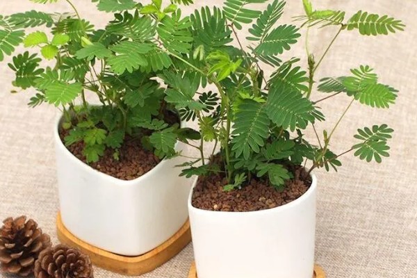 含羞草有没有毒，长期接触容易引起脱发