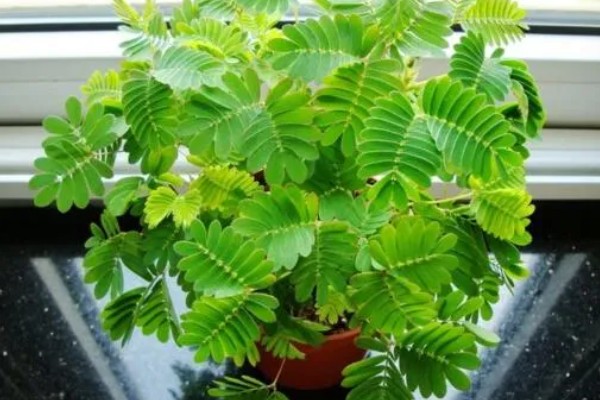 含羞草有没有毒，长期接触容易引起脱发