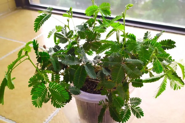 含羞草有没有毒，长期接触容易引起脱发