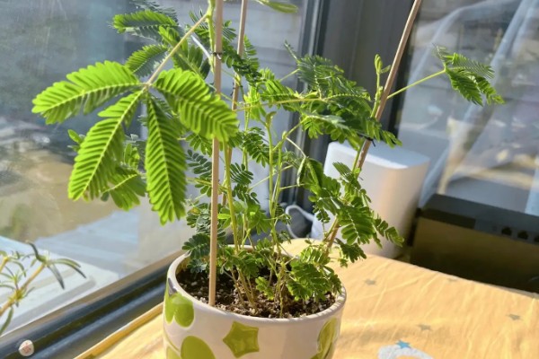 含羞草有没有毒，长期接触容易引起脱发