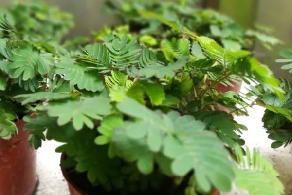 含羞草有没有毒，长期接触容易引起脱发