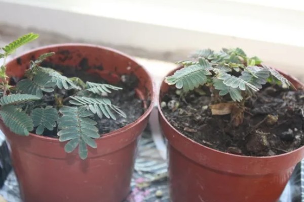 含羞草有没有毒，长期接触容易引起脱发