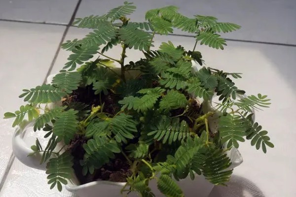 含羞草有没有毒，长期接触容易引起脱发