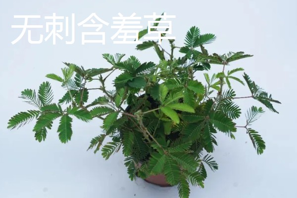 含羞草有没有毒，长期接触容易引起脱发