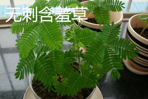 含羞草有没有毒，长期接触容易引起脱发