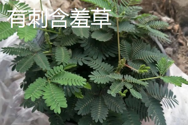 含羞草有没有毒，长期接触容易引起脱发