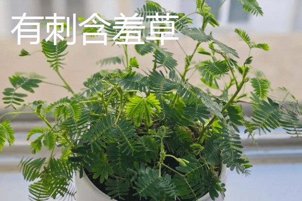 含羞草有没有毒，长期接触容易引起脱发