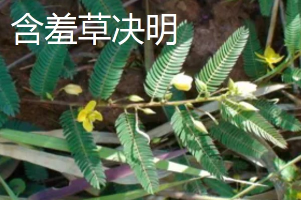 含羞草有没有毒，长期接触容易引起脱发