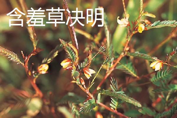 含羞草有没有毒，长期接触容易引起脱发