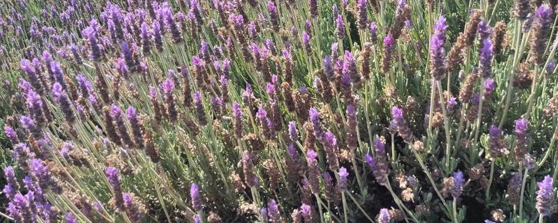 薰衣草的种植时间，在每年春季的3-4月份