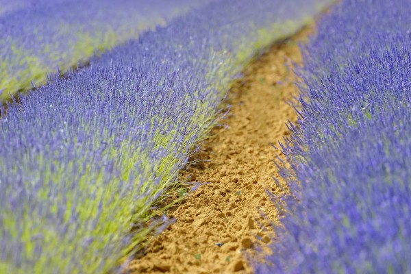 薰衣草的种植时间，在每年春季的3-4月份