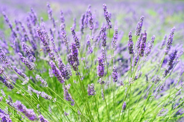 薰衣草的种植时间，在每年春季的3-4月份