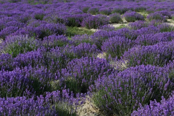 薰衣草的种植时间，在每年春季的3-4月份