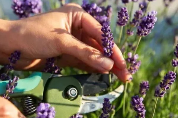 薰衣草的种植时间，在每年春季的3-4月份